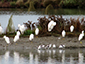 Loafing Egrets