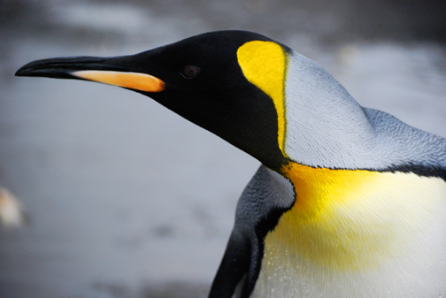 King Penguin Profile, South Georgia