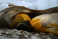 Fur Seal Flippers, South Georgia