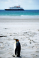 King Penguin and Ship, Falklands