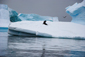 Fur Seal Resting on an Iceberg, Antarctica