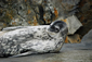 Weddell Seal Portrait, Antarctica