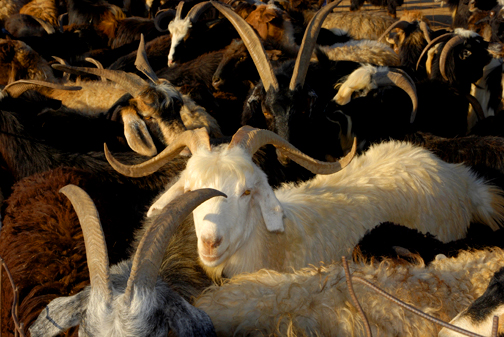 Ashkabat, Turkmenistan, Goat Market