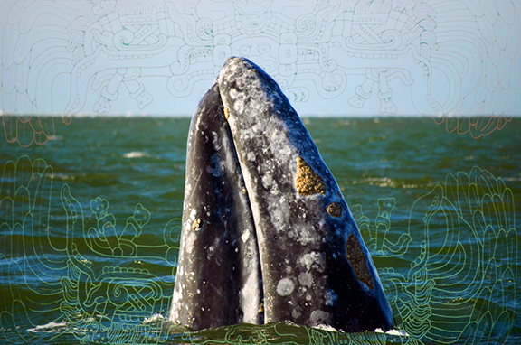 Grey Whale Emerges from Mayan-Inscribed Sea