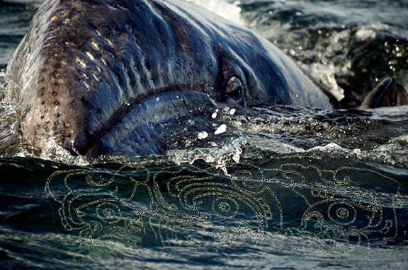 Grey Whale Calf Portrait in Mayan-Inscribed Sea