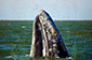 Grey Whale Emerges to Mayan Inscribed Sea