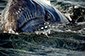 Grey Whale Calf Portrait