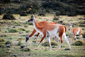 Guanacos at Torres del Paine, Chile
