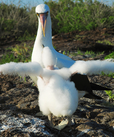Nazca Booby & Chick Spreading New Wings