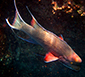 Streamer Hogfish
