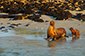 Sea Lion & Cub at Sunset