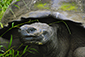 Giant Tortoise Portrait