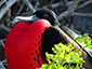 Magnificent Frigate Bird