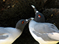 Swallow Tail Gulls Preening