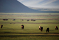 Mongolian Horse Herd