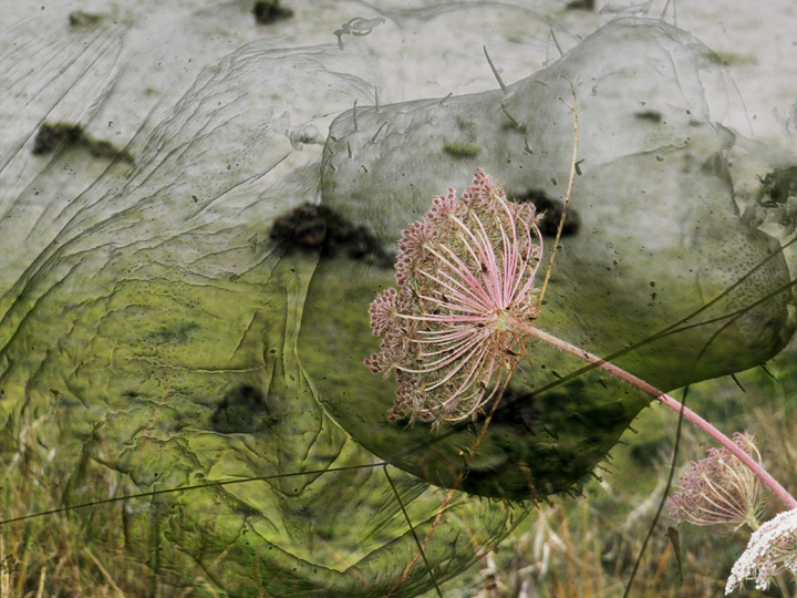 Queen Ann’s Lace