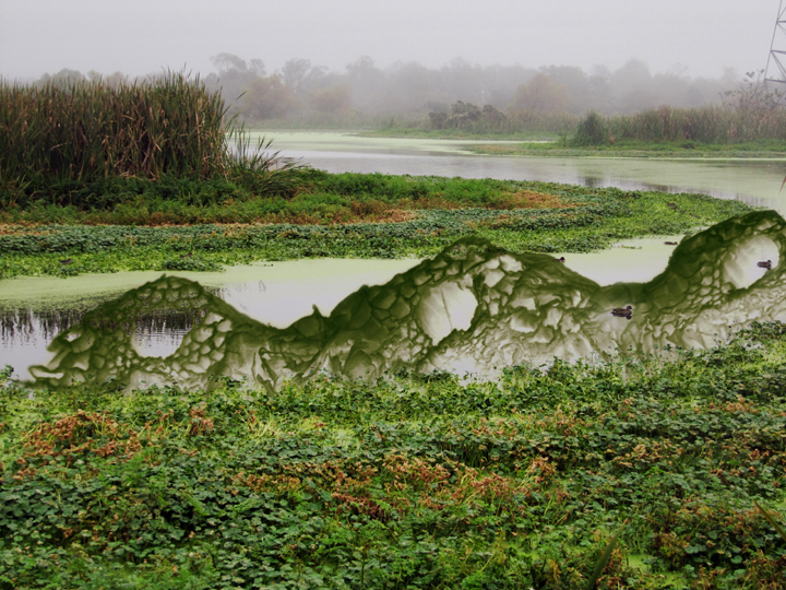 Duckweed in Mist