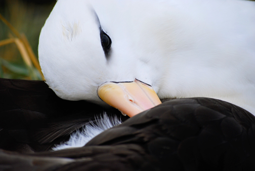 Albatross Rookery, Falklands