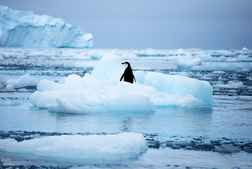 Floating Chinstrap Penguin, South Georgia