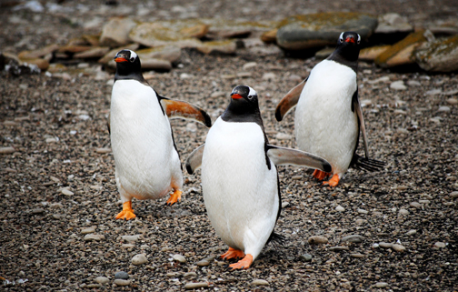 Gentoo Trio, Falklands