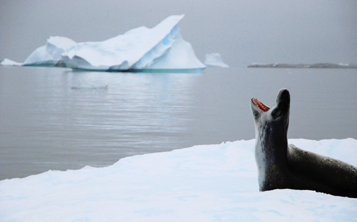 Leopard Seal Cry, Antarctica