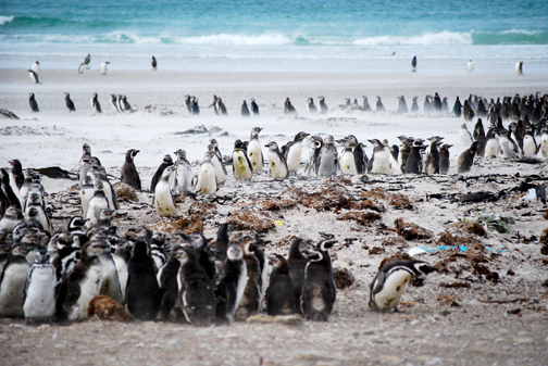 Gentoos to the Sea, Falklands