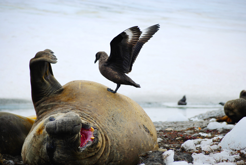 Elephant Seal Disturbed, South Georgia