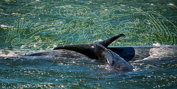 Grey Whale Calf Encounters Mayan Inscription