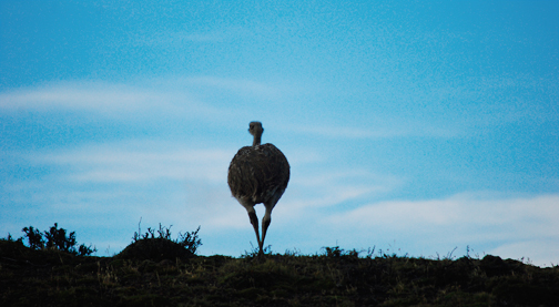 Rhea at Torres del Paine, Chile