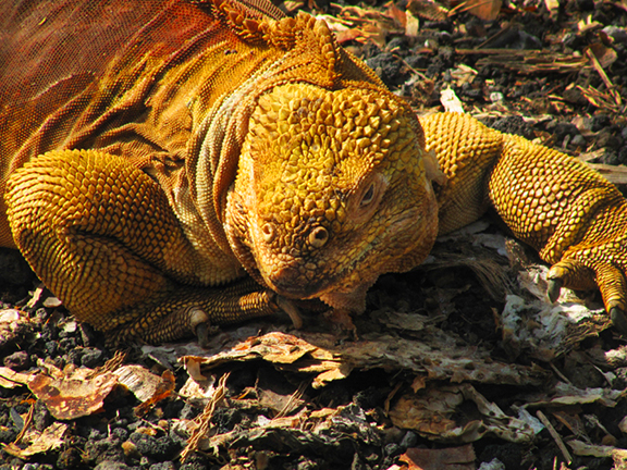 Darwin Center Iguana