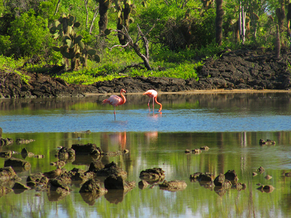 Santa Cruz Flamingos