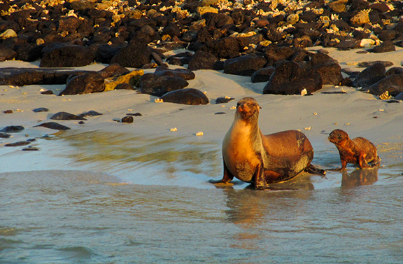 Sea Lion & Cub at Sunset