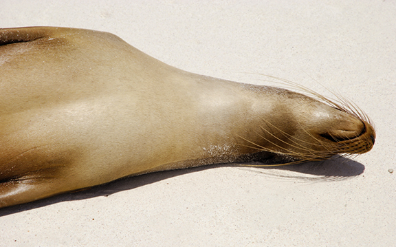 Sea Lion Snoozes