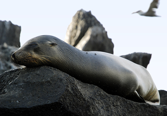 Sea Lion Dream