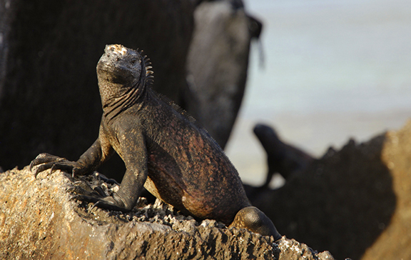 Iguana Gaze