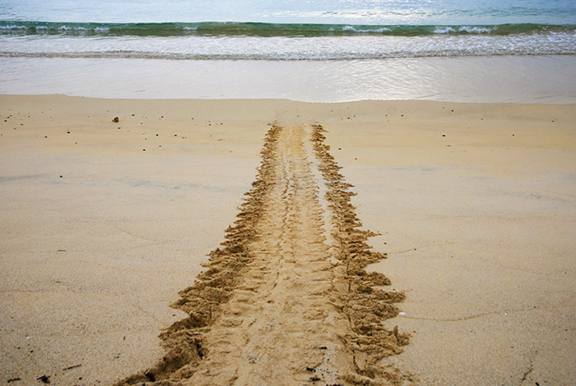 Nesting Sea Turtle Track