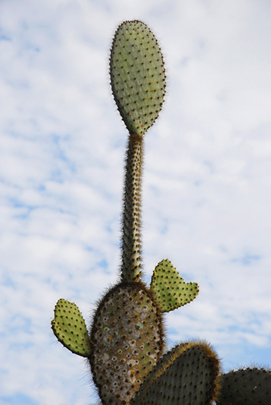 Santa Cruz Cactus Man