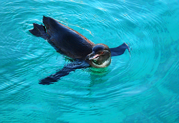 Swimming Penguin