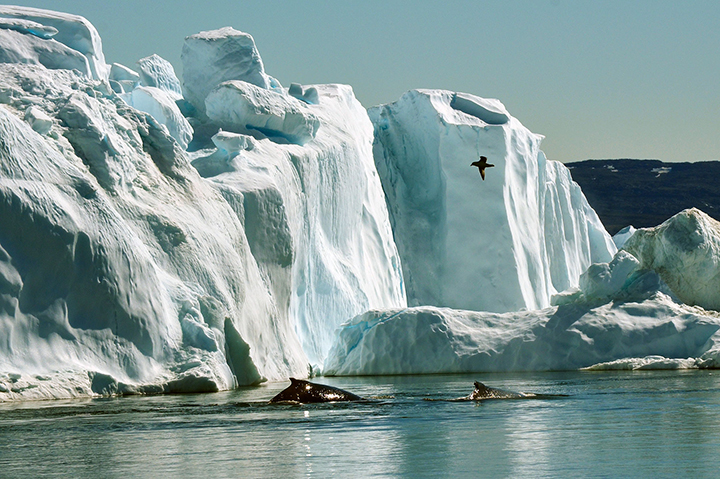 two whales, one bird, Ilulissat, Greenland