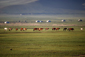 Mongolia, Horses and Gers